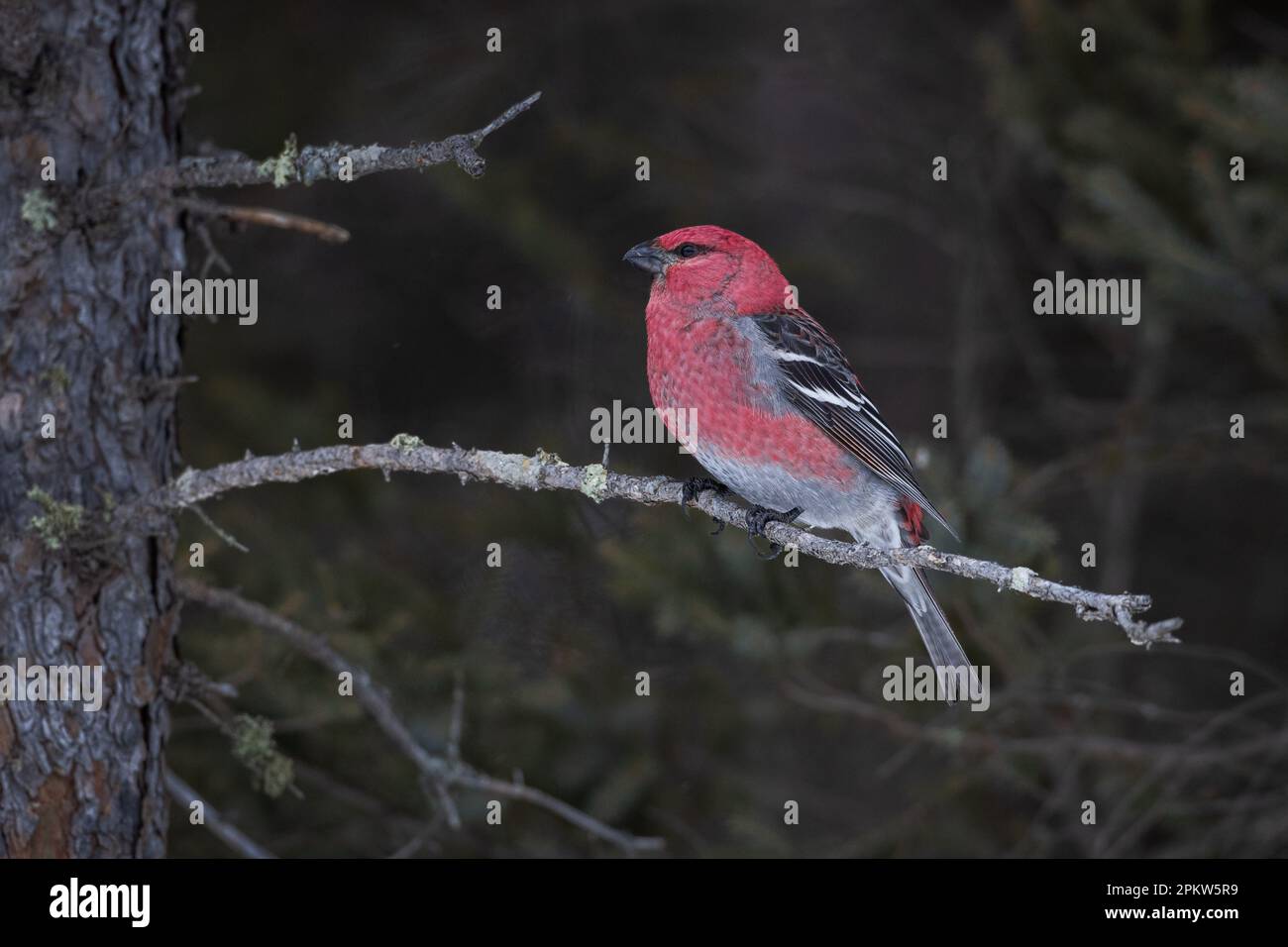Le pin grosbeak mâle perching sur une branche horizontale au niveau des yeux contre fond sombre, Sax-Zim Bog, MN Banque D'Images