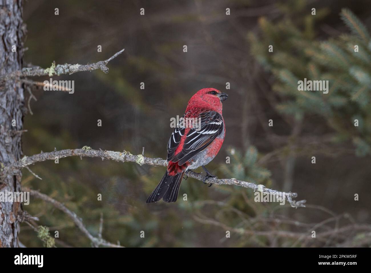 Le pin grosbeak mâle perching sur une branche horizontale au niveau des yeux contre fond sombre, Sax-Zim Bog, MN Banque D'Images