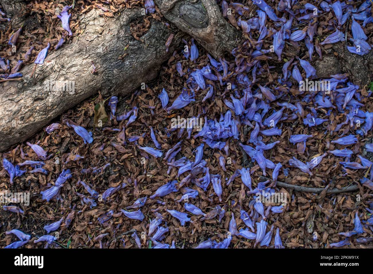 Jacaranda fleurit sur le sol de la forêt avec des racines d'arbre Banque D'Images