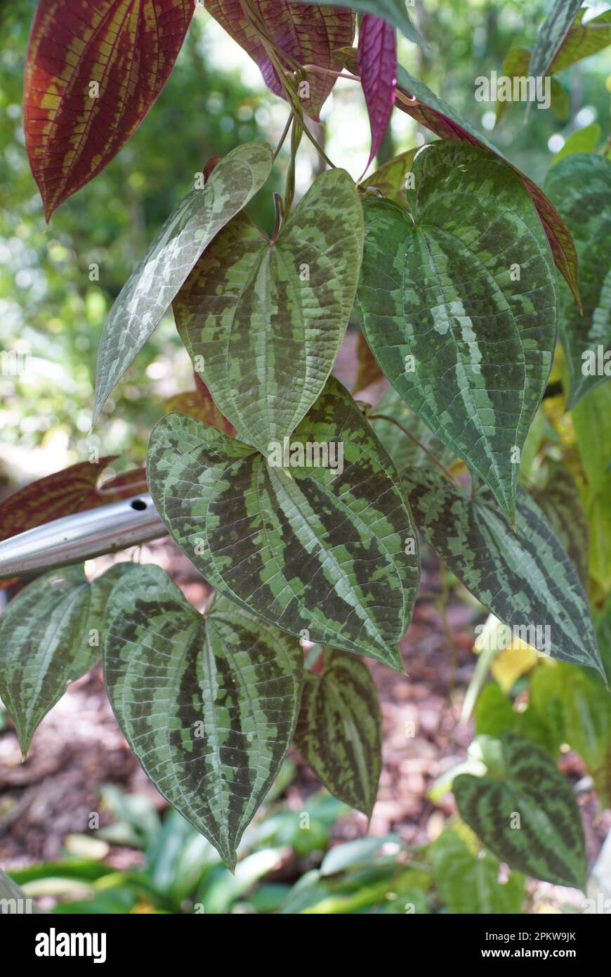 Magnifique motif de feuilles de Dioscorea Dodécaneura, une plante tropicale grimpante Banque D'Images