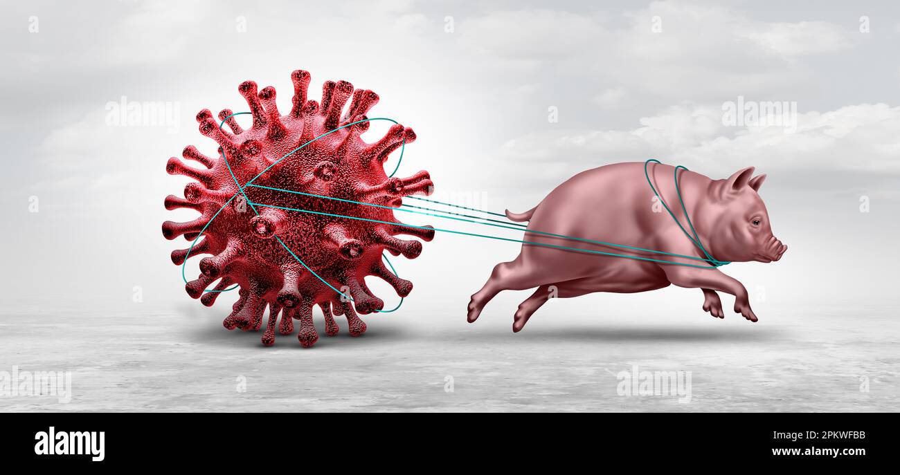 La grippe porcine et le virus de la grippe H1N1 et la crise de la grippe porcine sont des animaux infectés par un virus et présentent un risque pour la santé en cas d'épidémie et de maladie à l'échelle mondiale Banque D'Images
