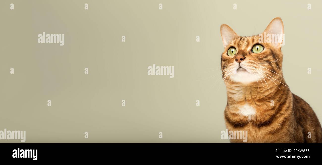 La tête d'un chat Bengale regarde sur le côté avec intérêt sur un fond coloré. Copier l'espace. Banque D'Images