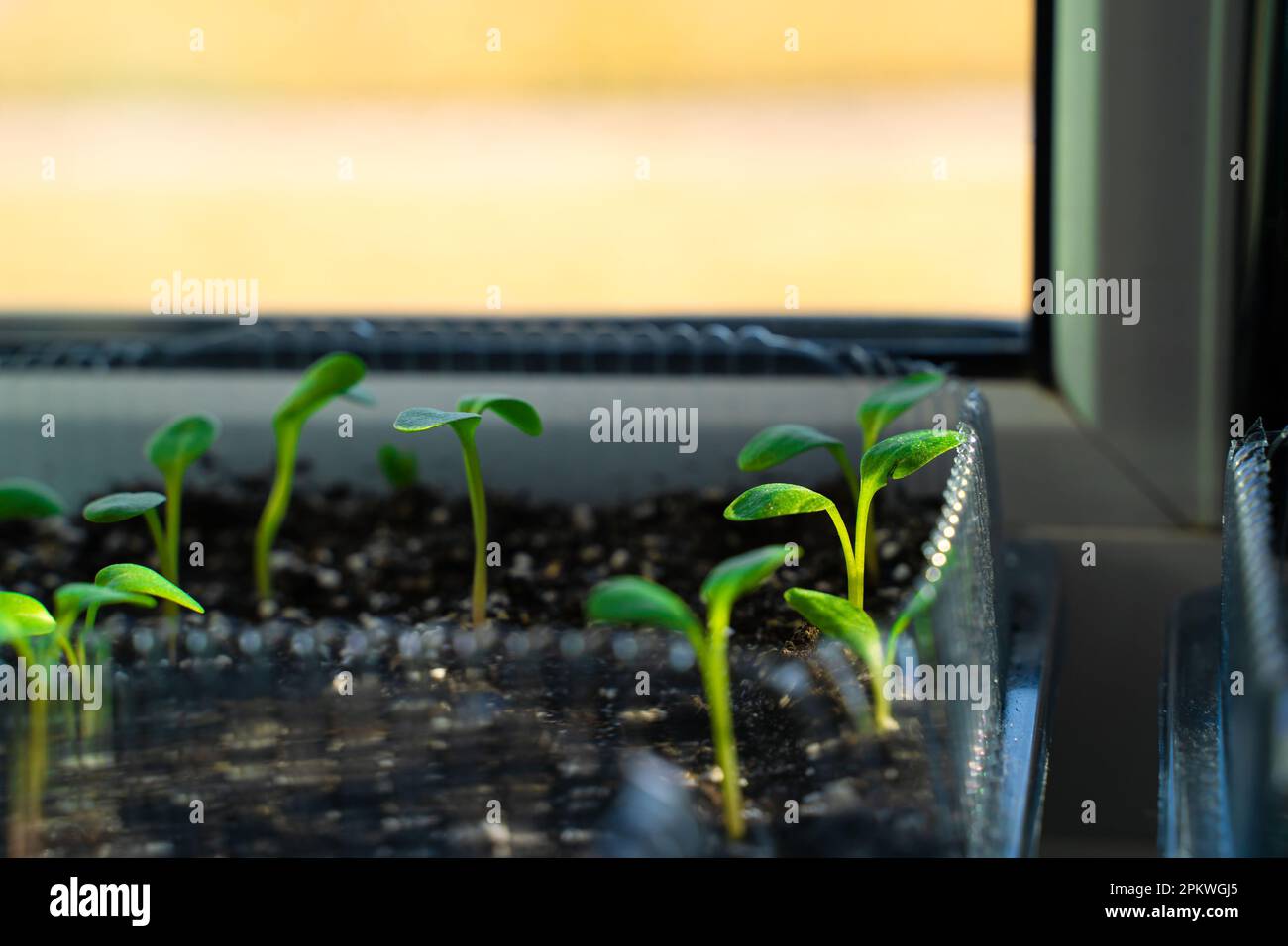 De jeunes feuilles de rhubarbe se brisent dans des plantules sur le rebord de la fenêtre de près. Germination des graines de plantes au printemps à la fenêtre Banque D'Images