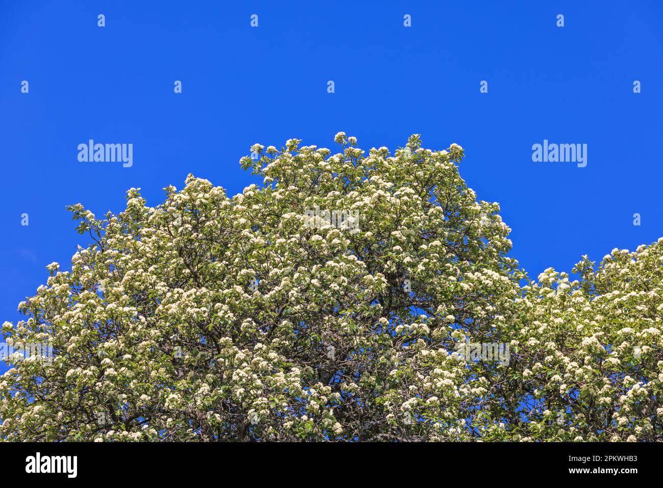 Arbre suédois à poutres blanches en fleur dans un ciel bleu clair Banque D'Images