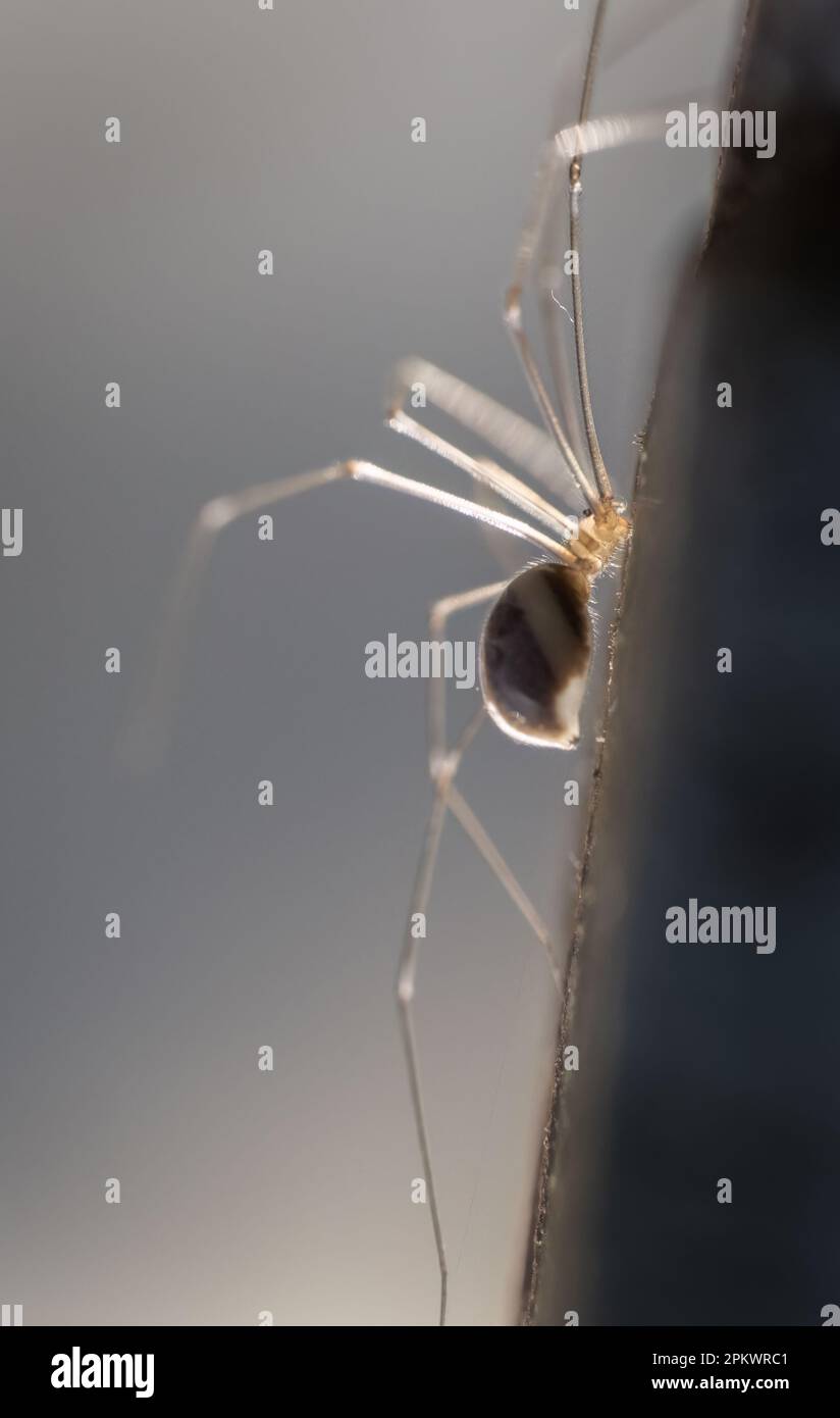 Image en gros plan d