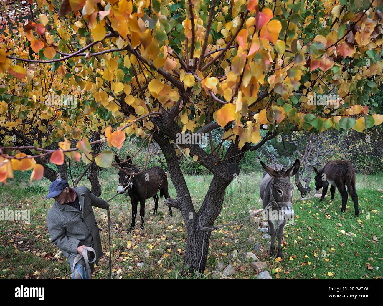 Mathues Fuller, (le directeur des bungalows indépendants à Aristata ) déplace ses ânes vers de nouveaux pâturages sous les arbres Apricot. Cette petite ferme se trouve dans Banque D'Images