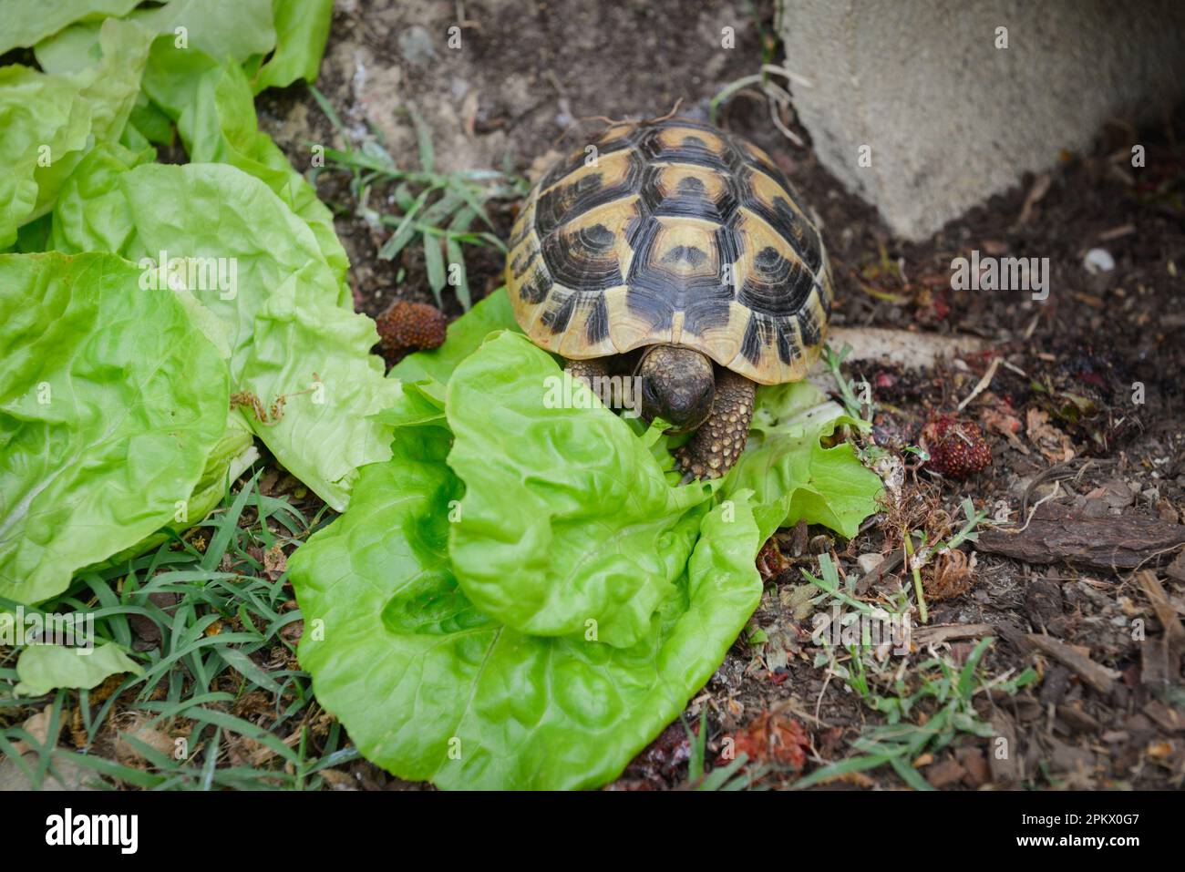 Une tortue terrestre mange une feuille de salade verte plus grande que sa taille Banque D'Images