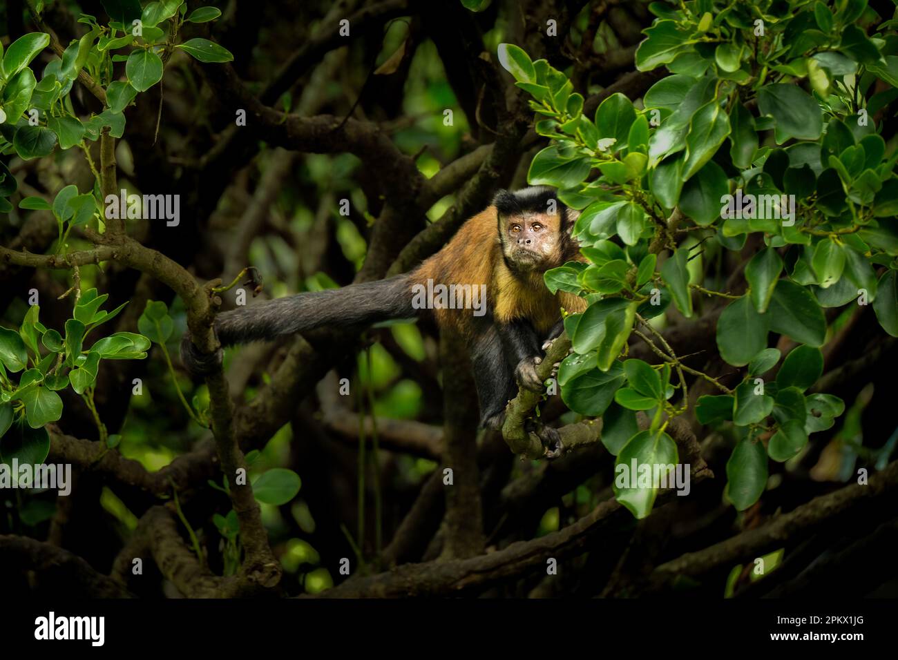 Capuchin touffeté (Cebus apella) dans un arbre debout sur une branche au zoo de Wellington. Nouvelle-Zélande. Banque D'Images