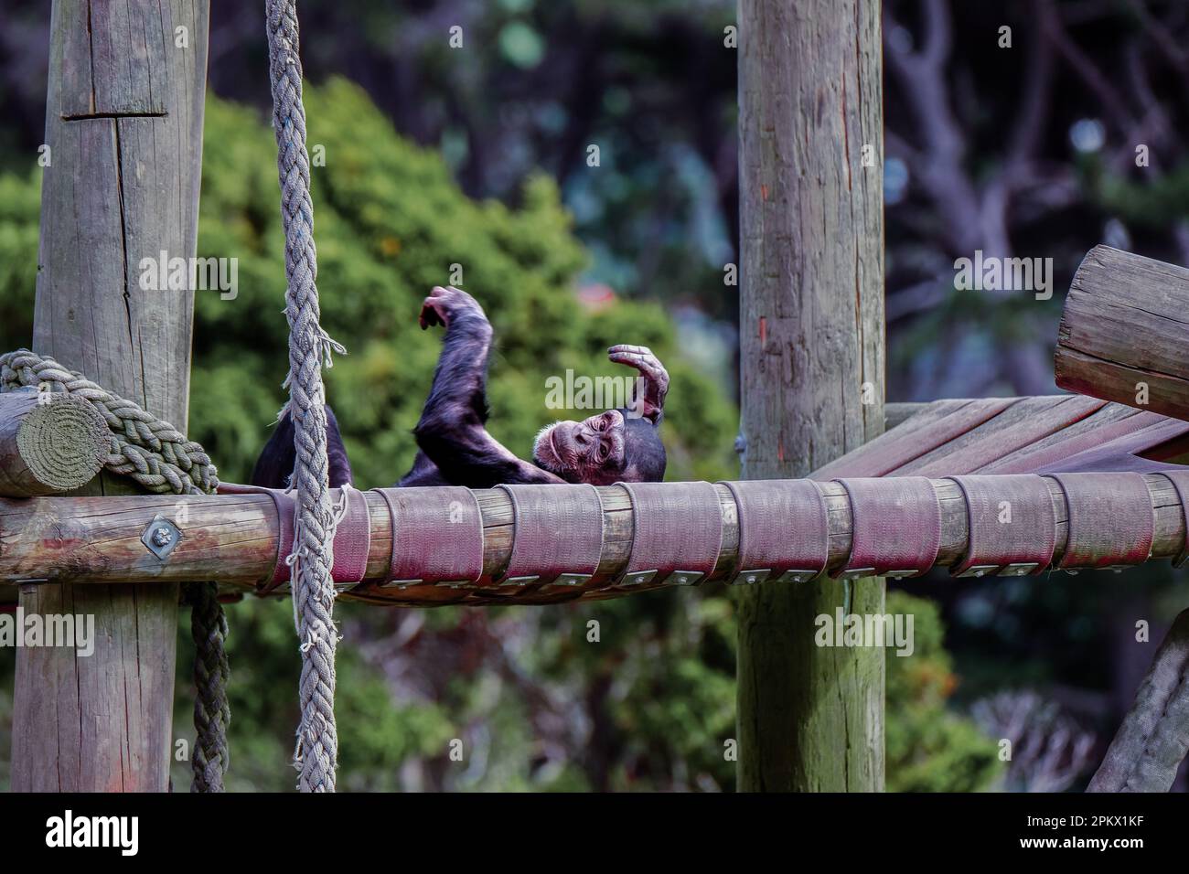 Un jeune chimpanzé s'est couché sur un hamac dans son enceinte au zoo de Wellington, en Nouvelle-Zélande. Banque D'Images