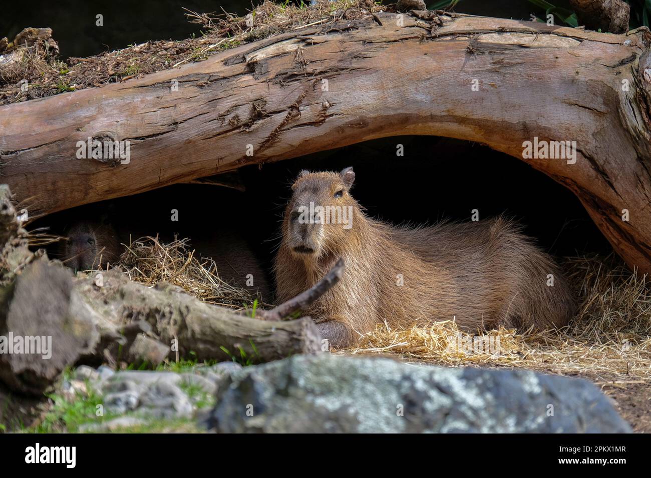 Le Capybara se détend dans son enceinte au zoo de Wellington Banque D'Images