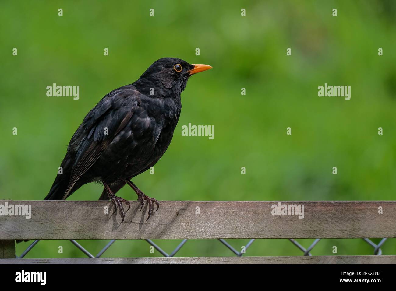 Un blackbird perché sur une clôture dans les bois Banque D'Images