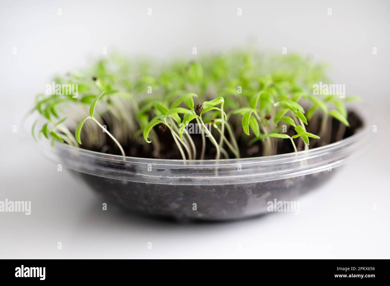 Germe de tomate sur le comptoir de cuisine en plastique Tupperware Banque D'Images