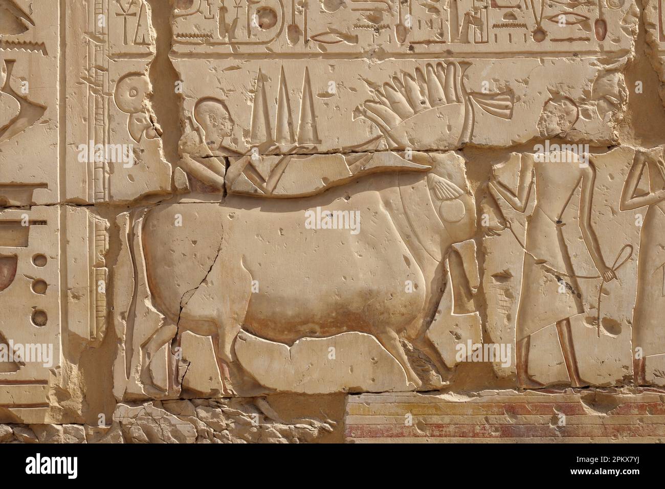 Relief sacré de taureau dans le Temple de Ramesses II près du Temple de Seti I à Abydos, Égypte Banque D'Images