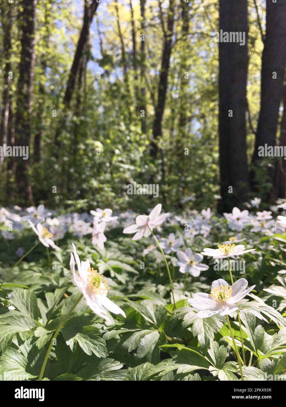 Des fleurs d'anémone de chêne fleurissent devant les arbres. Composition de la forêt de printemps. Mise au point sélective. Banque D'Images
