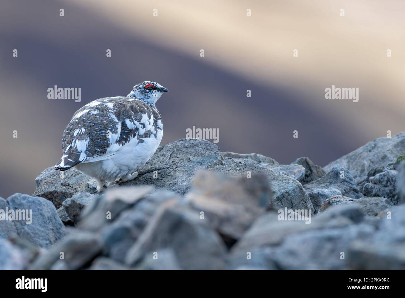 Lagopède de roche (Lagopus muta), Cairngorms, Écosse Banque D'Images