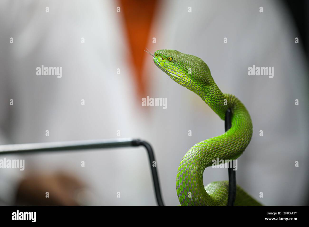 Dans une tentative de créer l'antivenom pour la première fois dans le pays, le Centre de recherche Venom à Chattogram a étudié une variété de serpents locaux. Banque D'Images