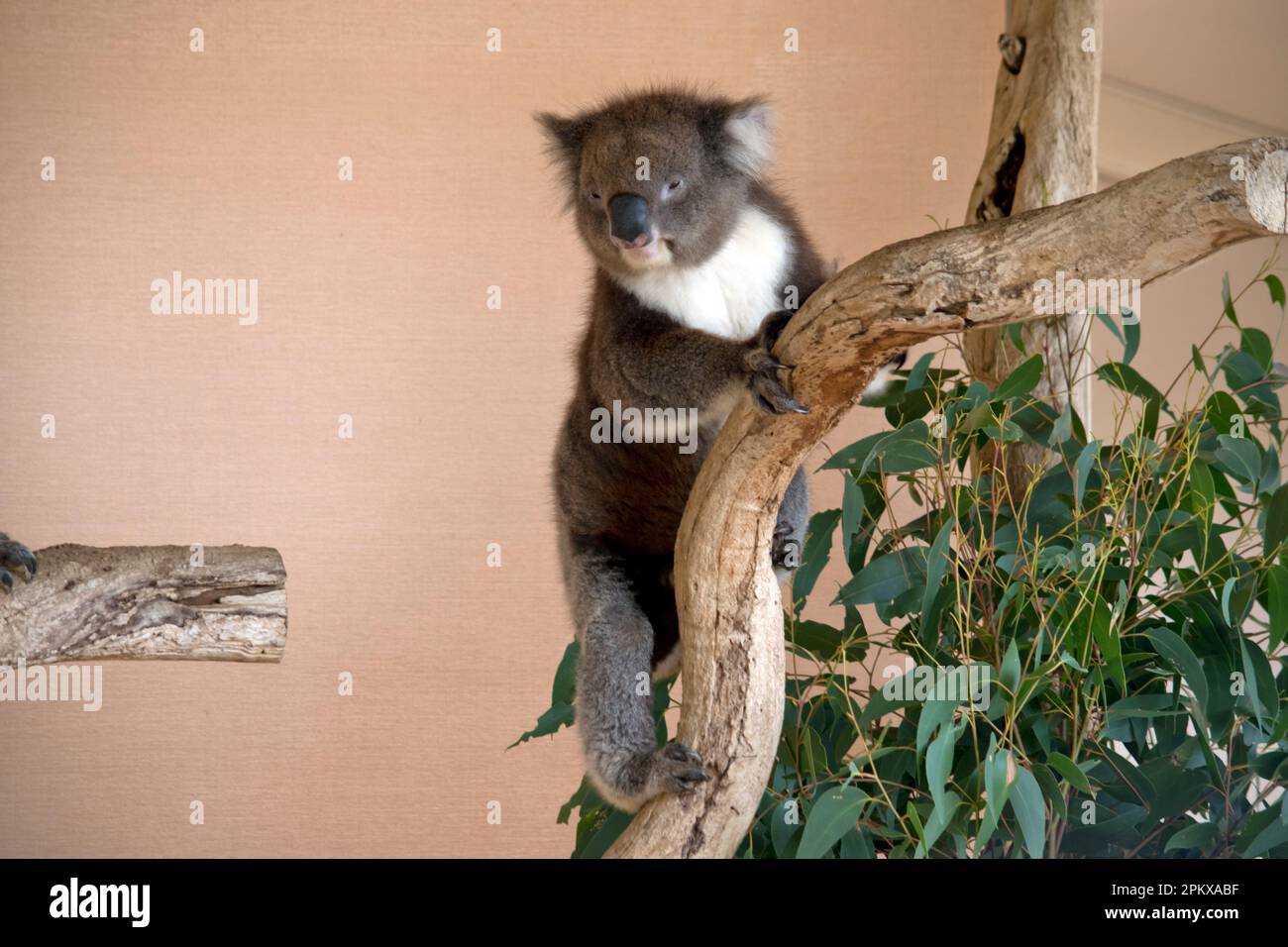 Les Koala ont une grande tête ronde, de grandes oreilles de fourrure et un gros nez noir. Leur fourrure est habituellement de couleur gris-brun avec la fourrure blanche sur la poitrine, les bras intérieurs, Banque D'Images