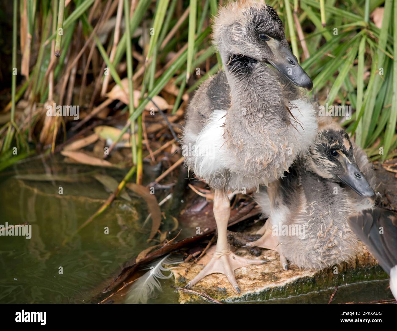 le gosling magpie a des peluches grises et des plumes blanches commencent à apparaître. Il a un oeil marron et un bec gris foncé. Banque D'Images