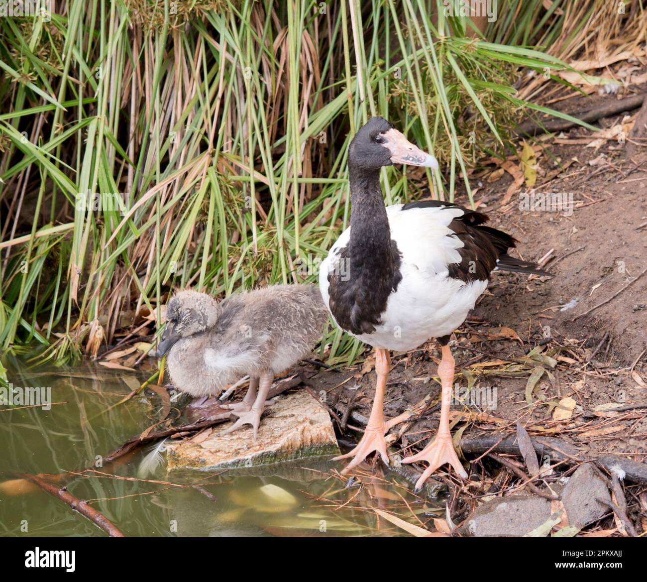 le gosling magpie a des peluches grises et des plumes blanches commencent à apparaître. Il a un oeil marron et un bec gris foncé. La magpie est une se noire et blanche Banque D'Images