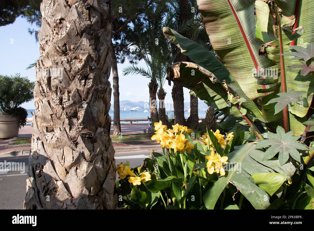 Les beaux jardins aux plantes exotiques de la rue la Croisette sur le front de mer de Cannes dans le sud de la France encadrent la mer et les collines de la Banque D'Images