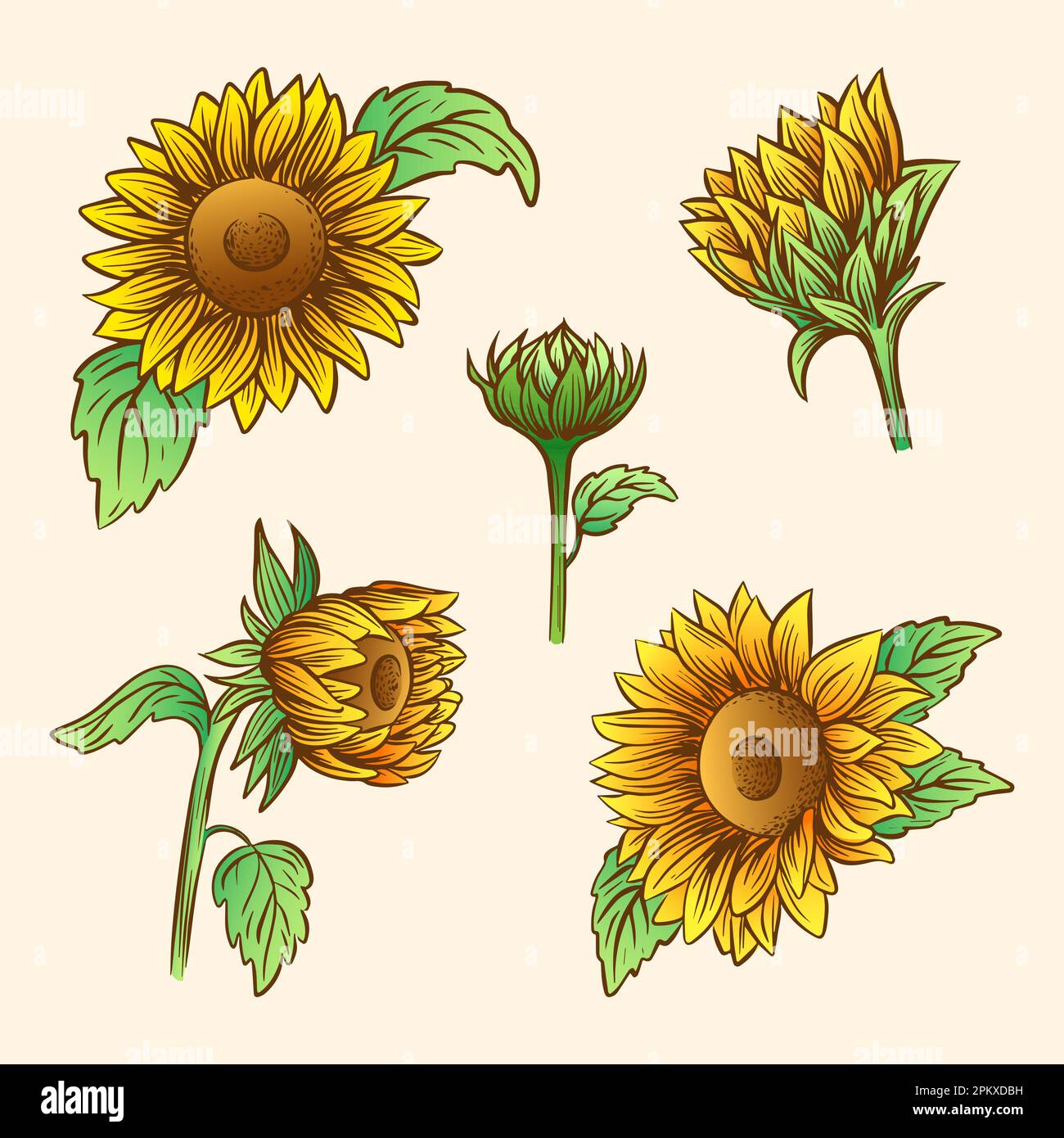 Ensemble d'illustrations vectorielles dessinées à la main des tournesols Illustration de Vecteur