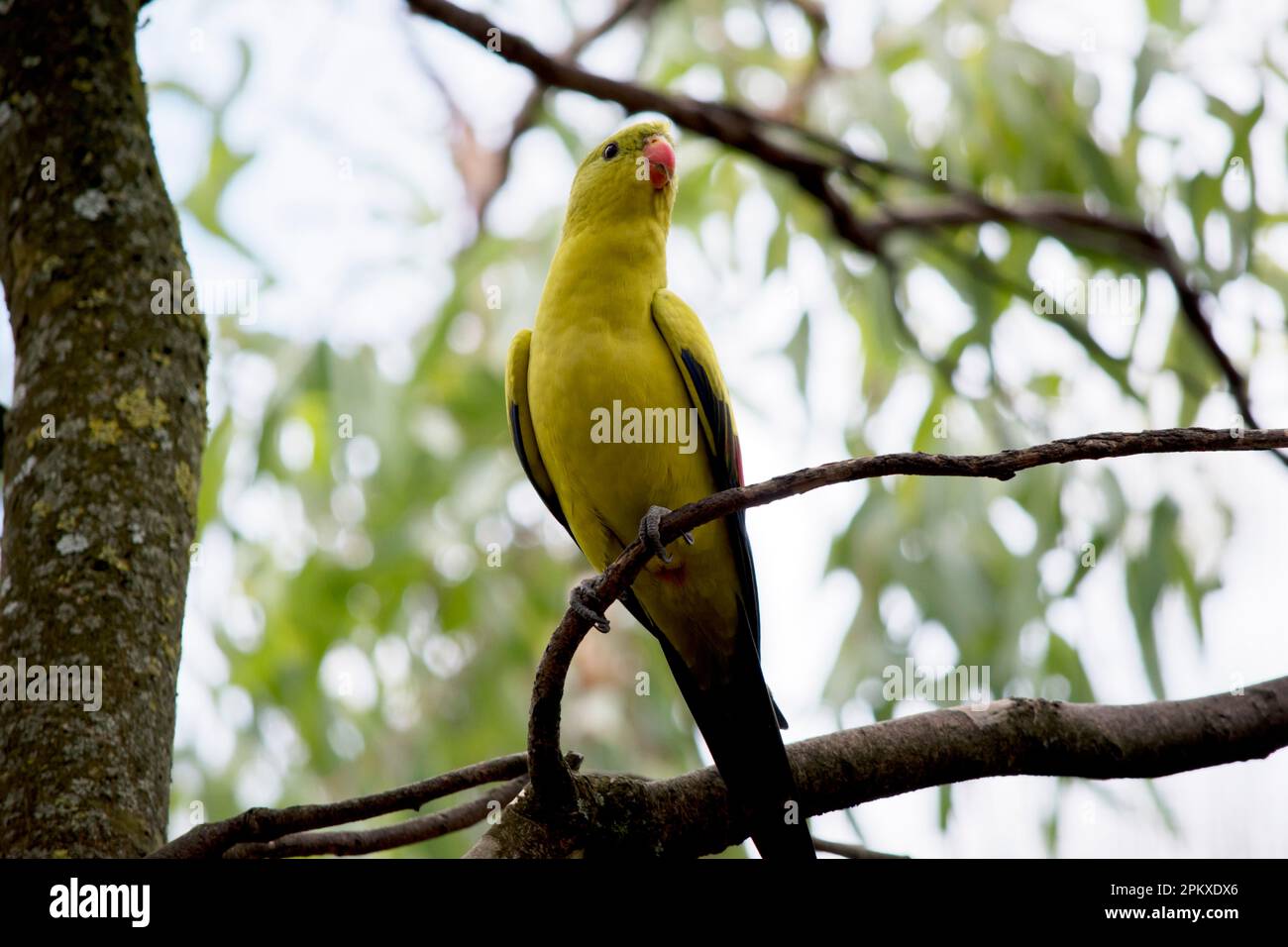 Le perroquet régent femelle est vert clair. Il est doté de bandes d'épaule jaunes et une bande étroite rouge traverse le centre des ailes et le dessous jaune Banque D'Images