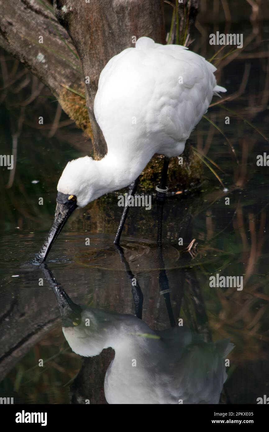 Le spoonbill royal est un grand oiseau de mer blanc avec un bec noir qui ressemble à une cuillère.le spoonbill royal a des sourcils jaunes et des jambes noires Banque D'Images