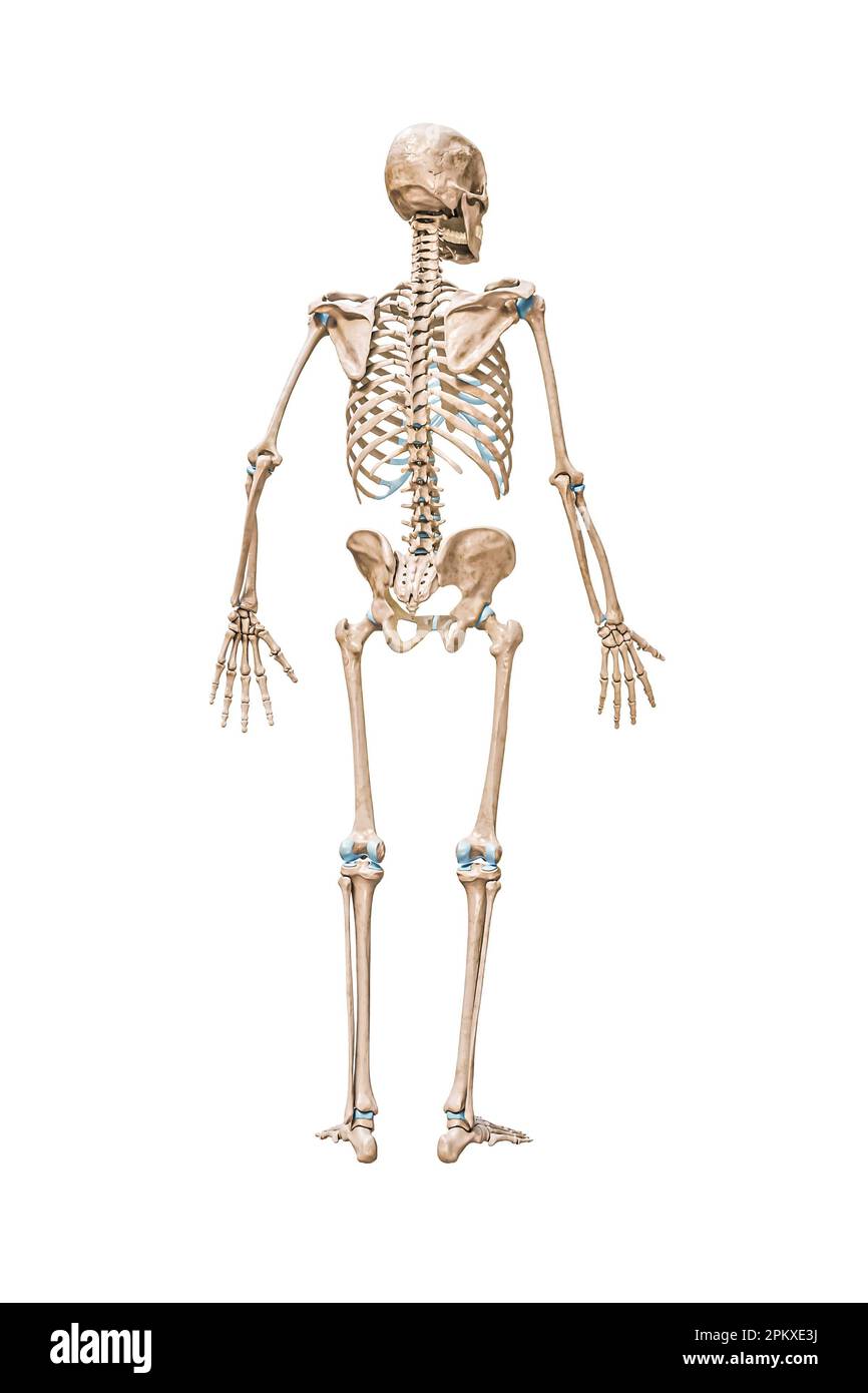 Vue arrière de l'illustration de rendu 3D du squelette humain complet et précis, isolée sur blanc avec espace de copie. Anatomie, schéma médical vierge, squelette s Banque D'Images