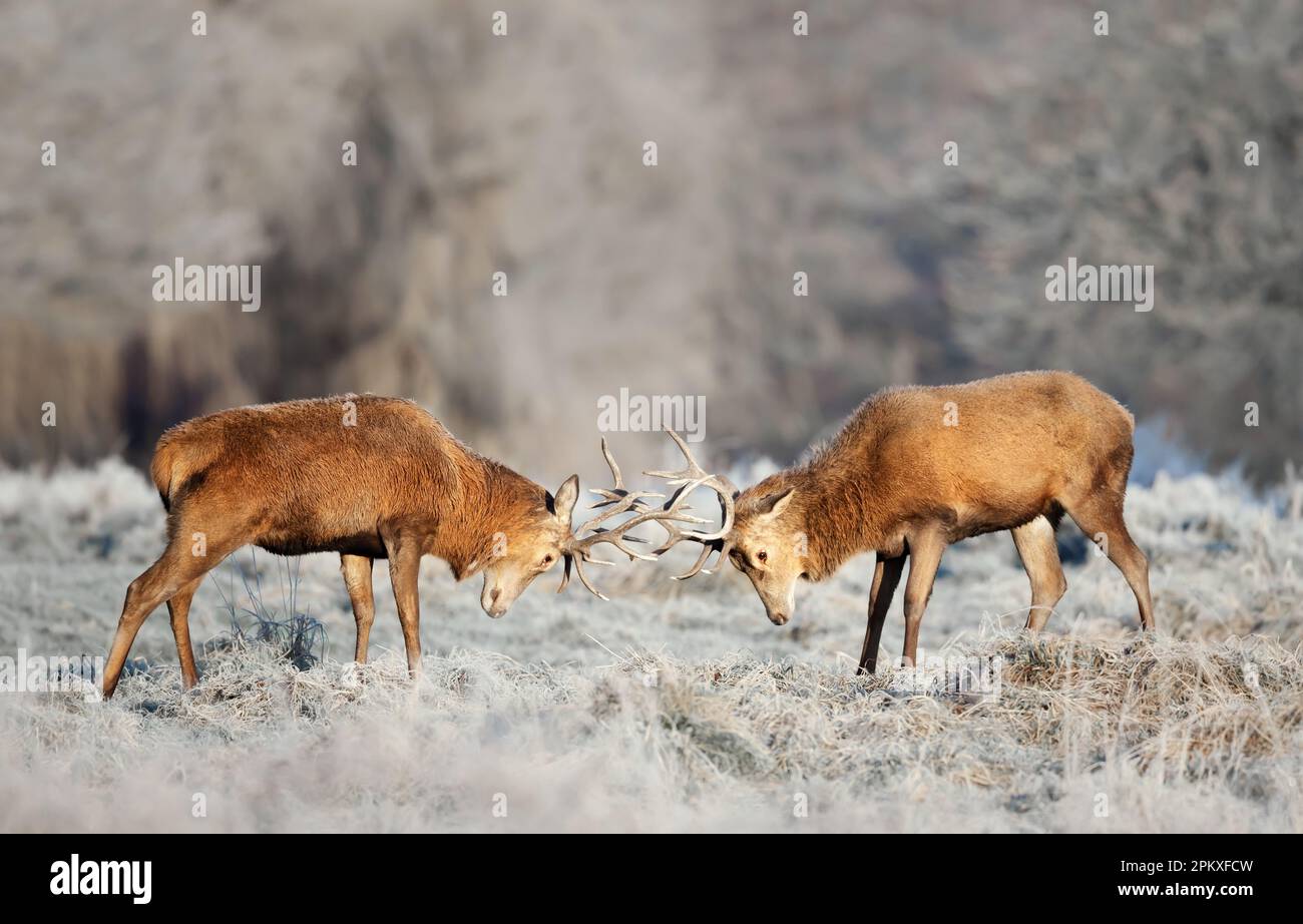 Gros plan de deux cerfs rouges qui se battent en hiver, au Royaume-Uni. Banque D'Images