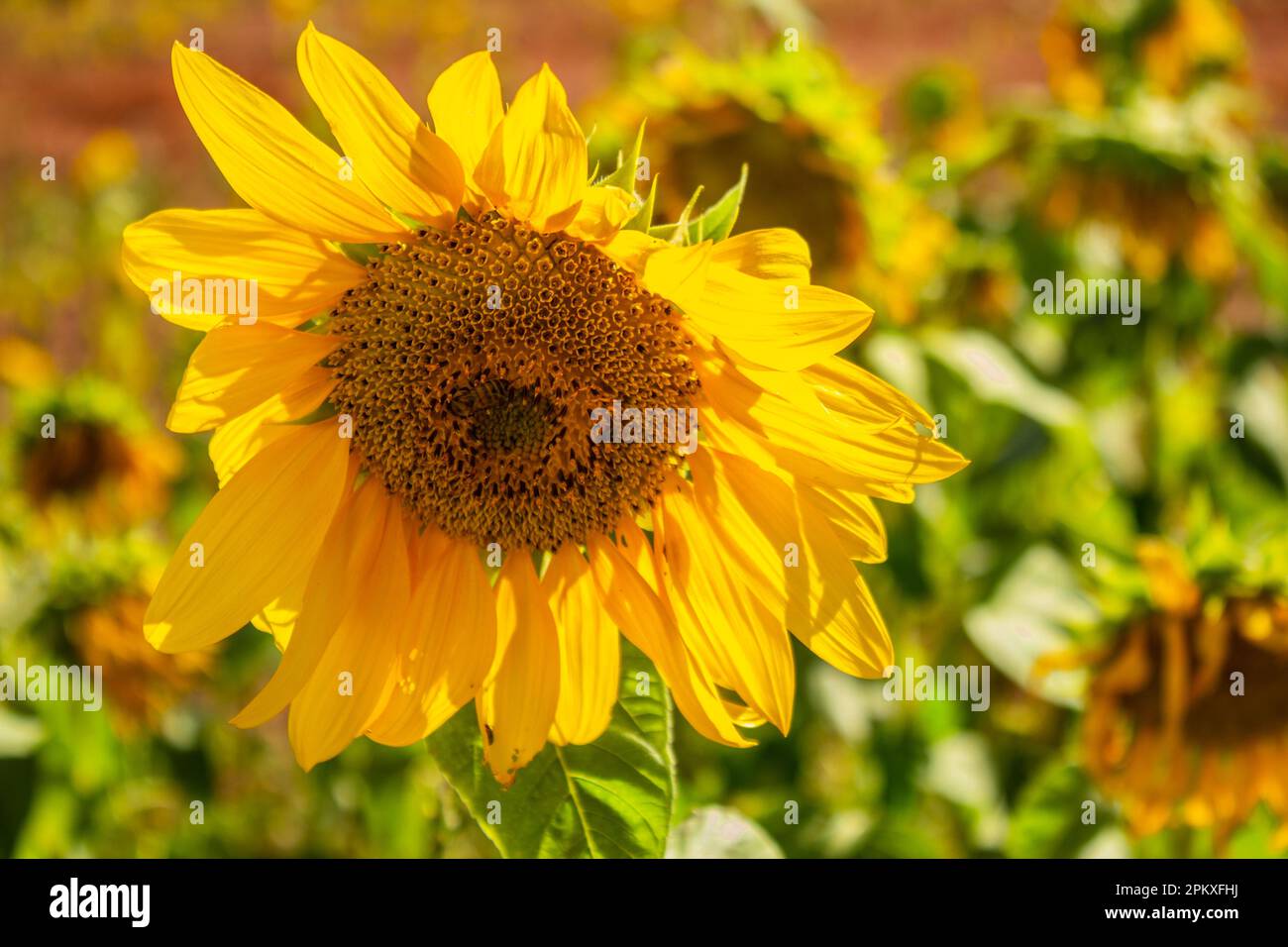 Goias, Goias, Brésil – 06 avril 2023 : un tournesol mis en évidence dans une petite plantation, par une journée claire et ensoleillée. Banque D'Images