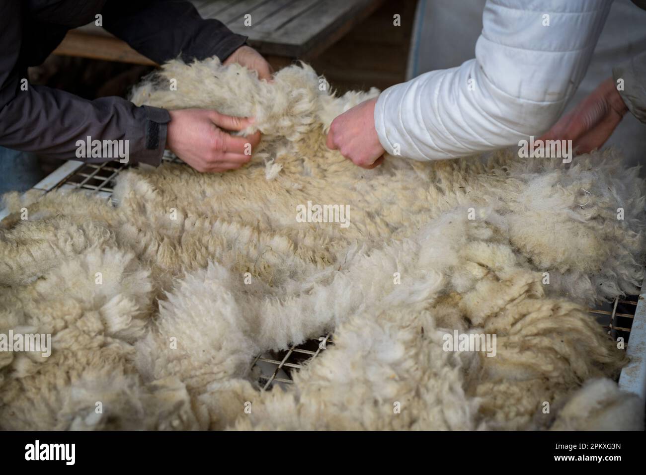 Vue de la laine de mouton qui vient d'être raccourcissent en France Banque D'Images