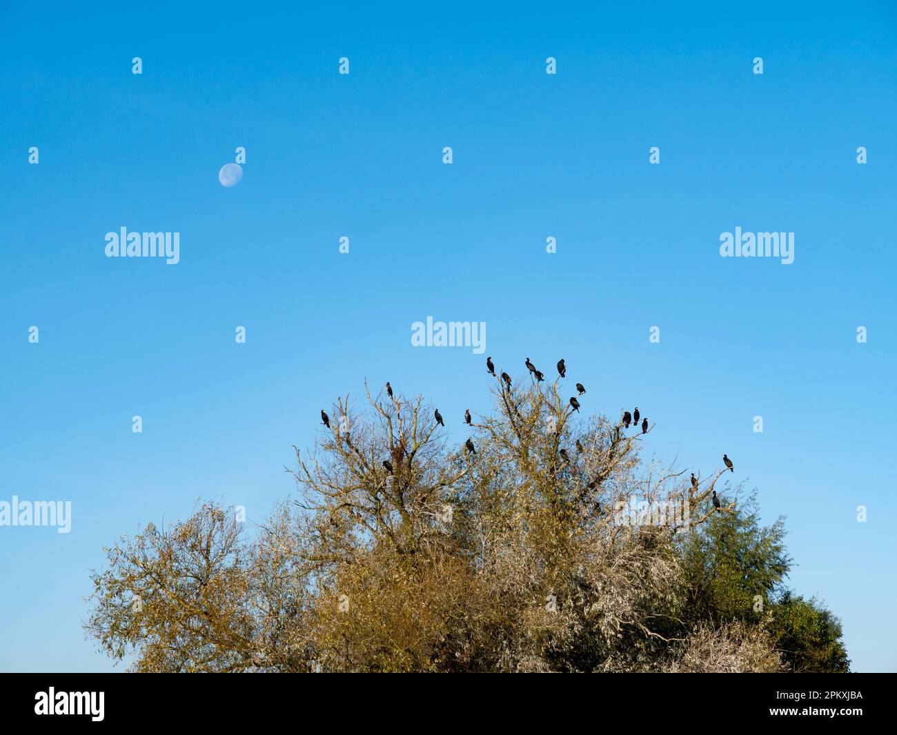 Groupe de cormorans en haut d'arbre contre ciel bleu sans nuages avec lune, réserve naturelle Dakhorst, Wierden, Overijssel, pays-Bas Banque D'Images