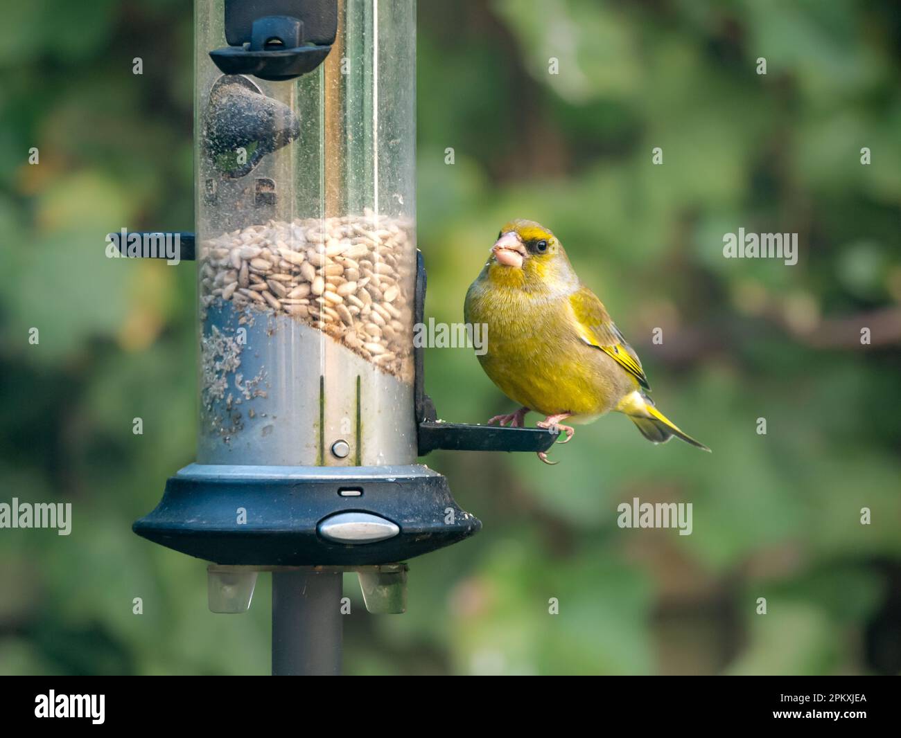 European Greenfinch, Carduelis chloris, homme se nourrissant d'un mangeoire à oiseaux, pays-Bas Banque D'Images