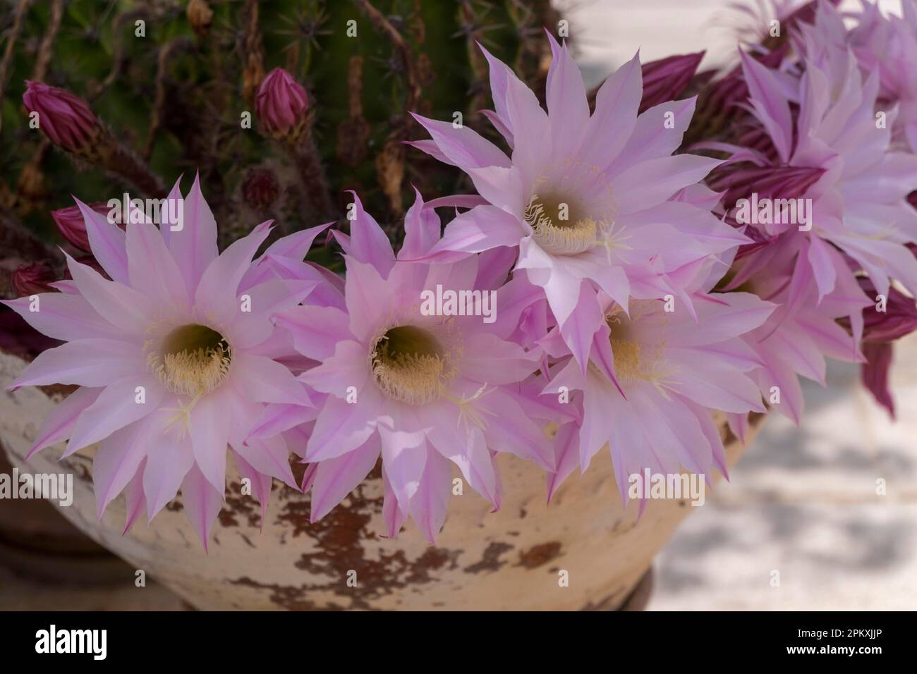 Fleur de reine de la nuit Banque de photographies et d’images à haute résolution Alamy