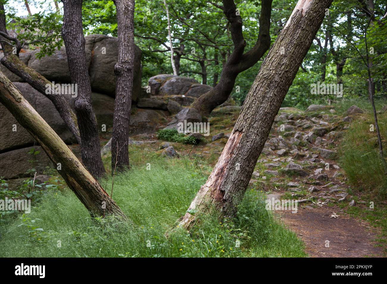 Sentier de randonnée dans le Bodetal Harz Banque D'Images