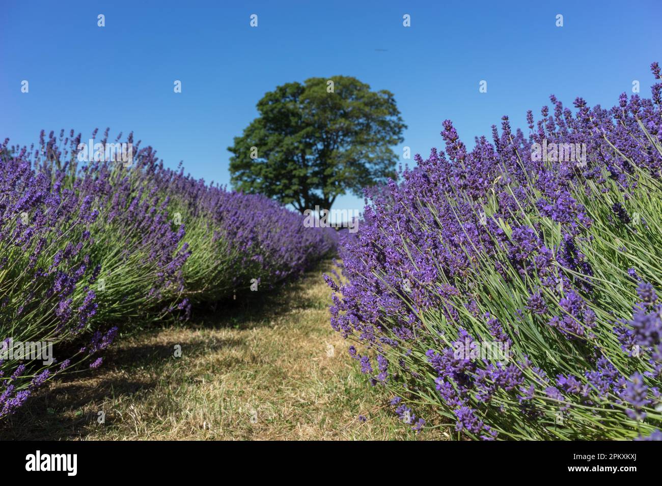 Floraison de la lavande dans un champ à Surrey Banque D'Images