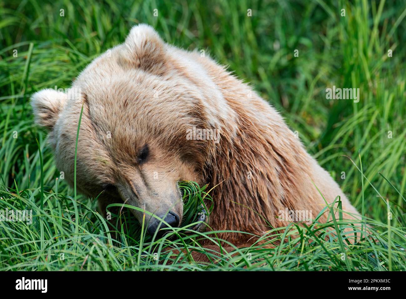 Ours brun côtier (Ursus arctos midendorfi), grizzli, parc national de Katmai, Alaska, États-Unis Banque D'Images