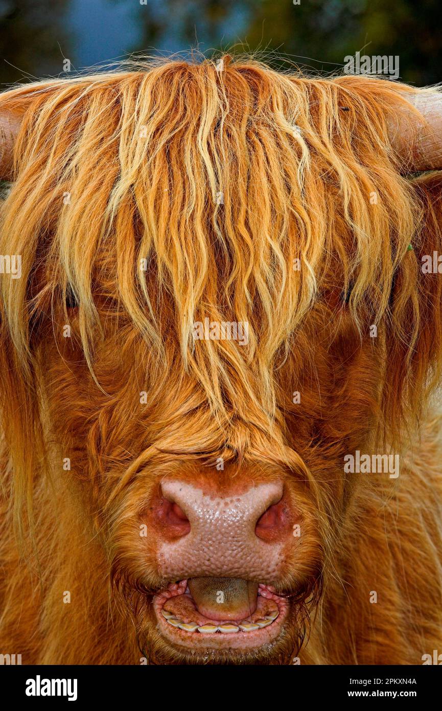 Bétail des Highlands, vache, gros plan de la tête, cud à mâcher, Highlands, Perthshire, Écosse, Royaume-Uni Banque D'Images
