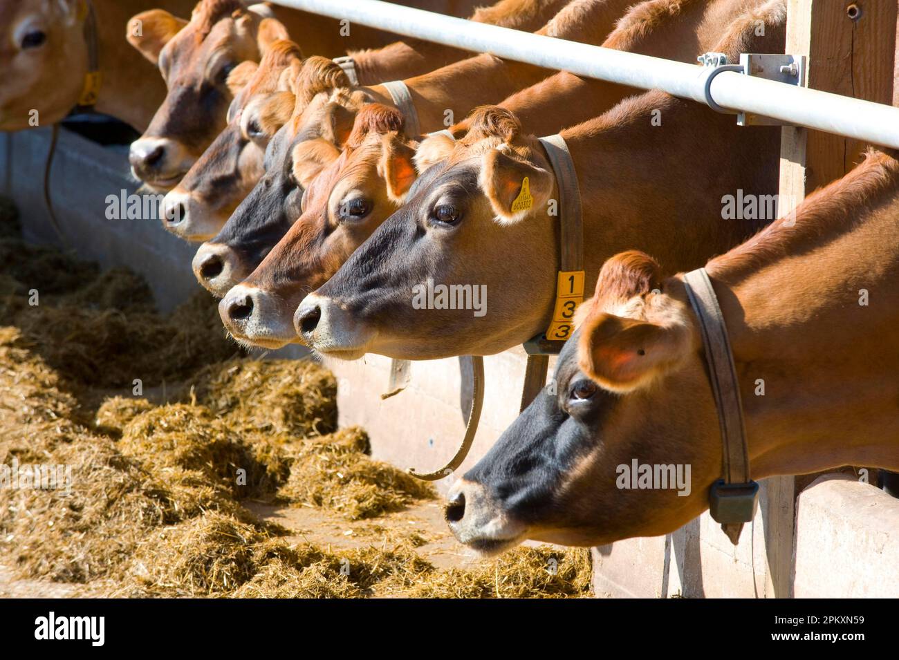 Bovins domestiques, vaches Jersey, troupeau à la barrière alimentaire, alimentation avec ensilage, ration mixte totale (TMR), Angleterre, Grande-Bretagne Banque D'Images