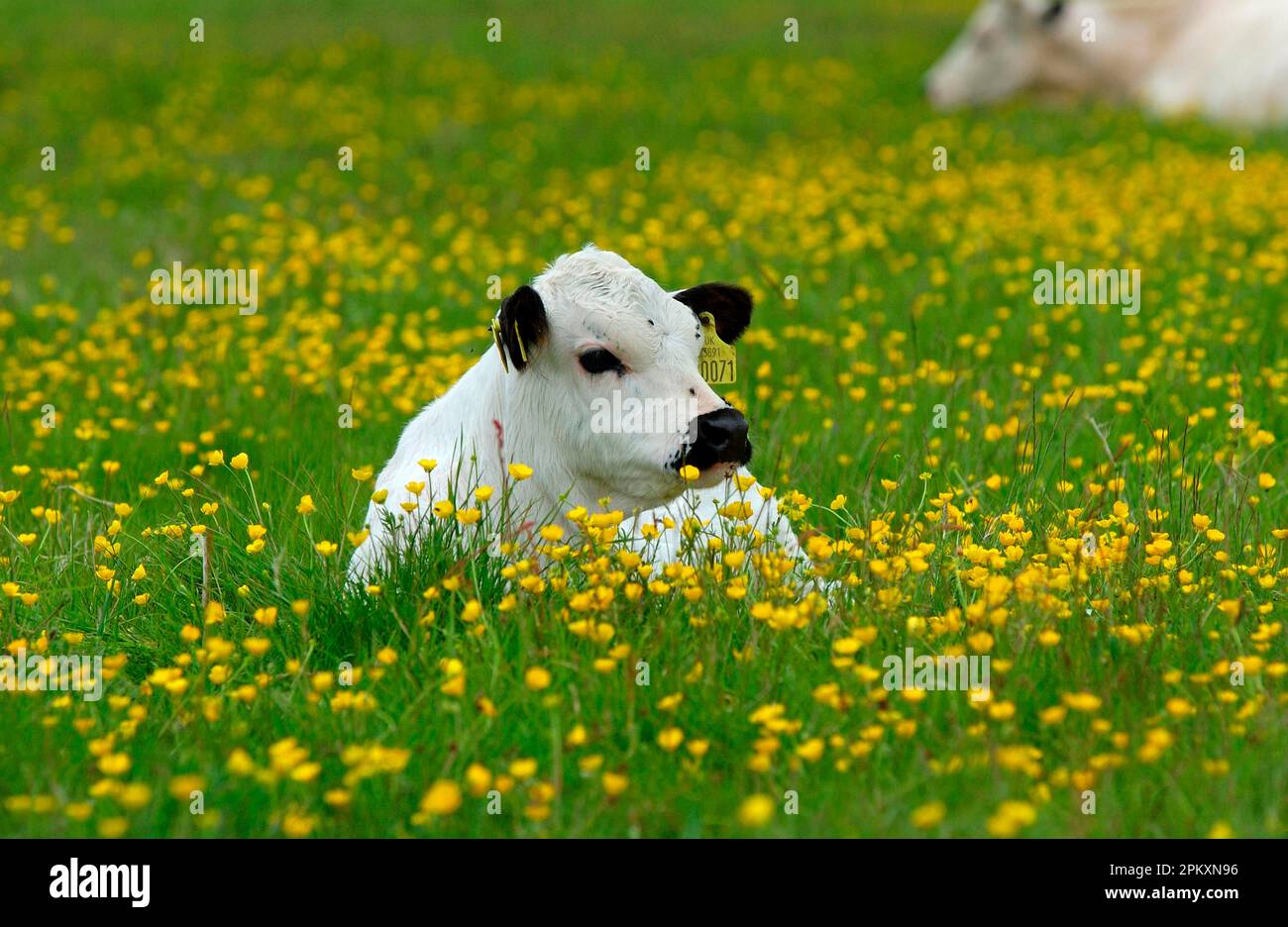 White Park Cattle, ponte de veau dans le domaine des buttercups, Berkshire, Angleterre, Royaume-Uni Banque D'Images