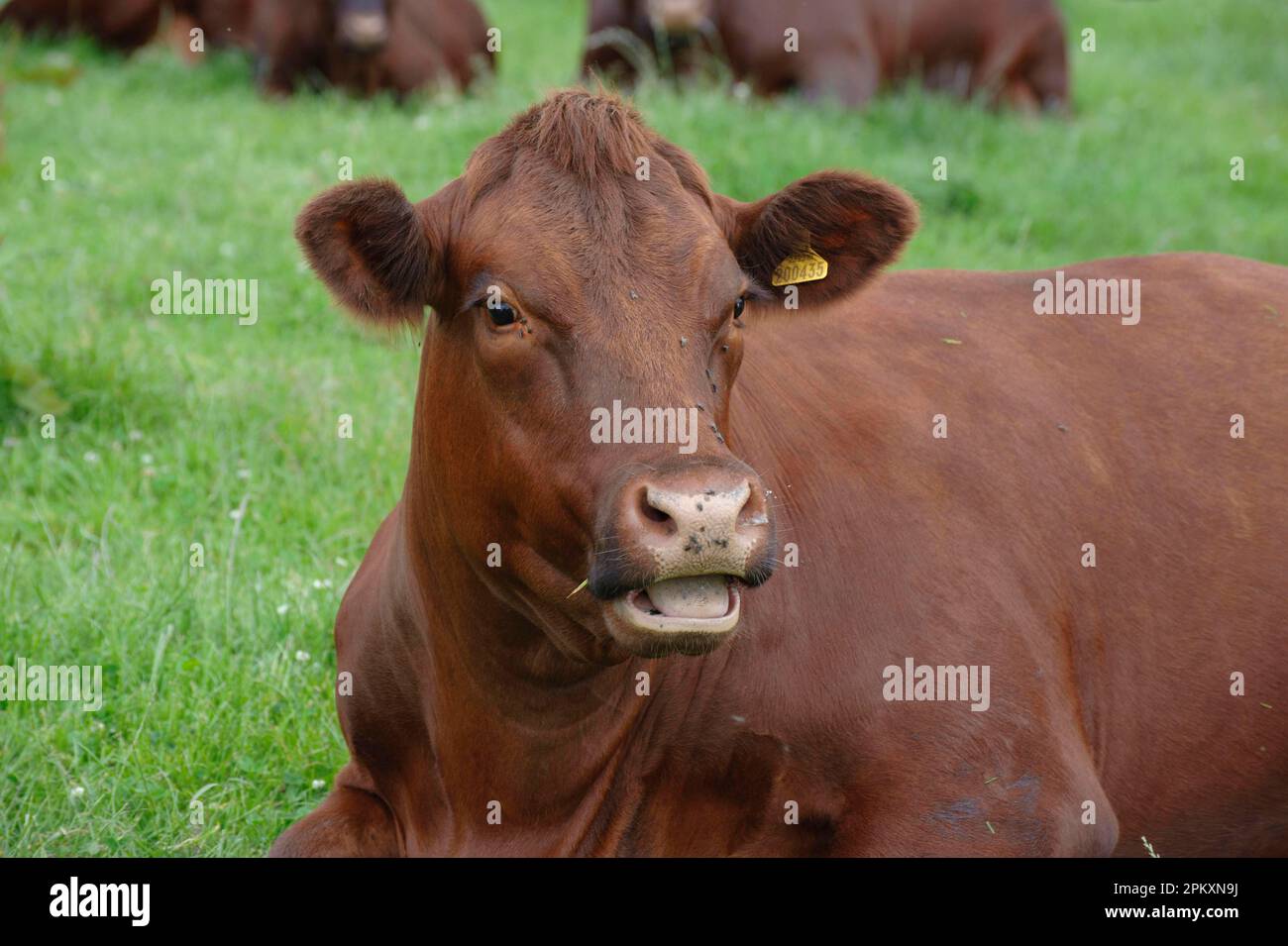 Bovins domestiques, vache Sussex, gros plan de la tête, ruminants, mastiquer cud, Angleterre, Royaume-Uni Banque D'Images