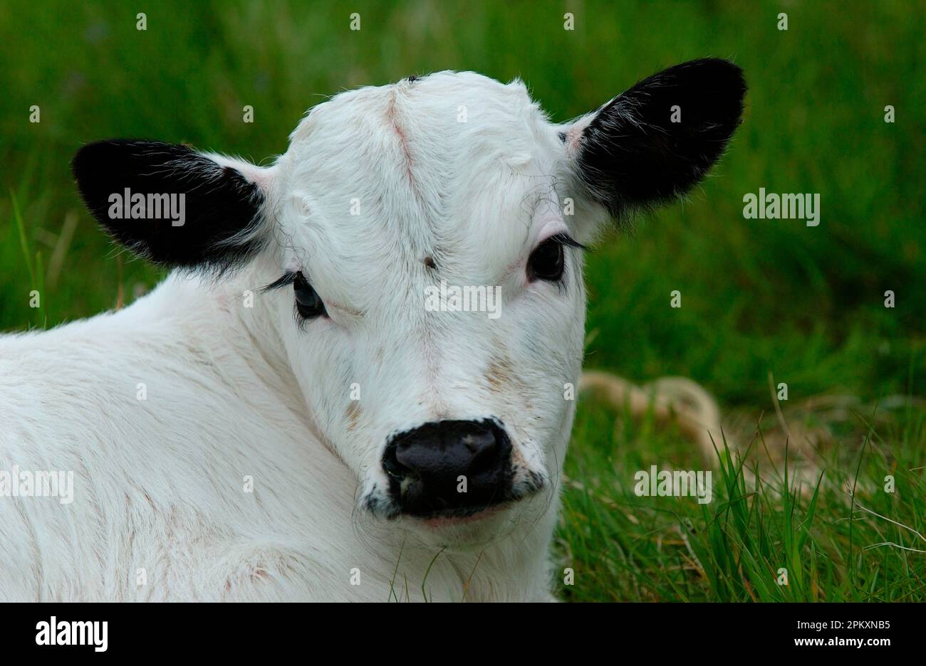 White Park Cattle, gros plan de la tête de veau, Berkshire, Angleterre, Royaume-Uni Banque D'Images