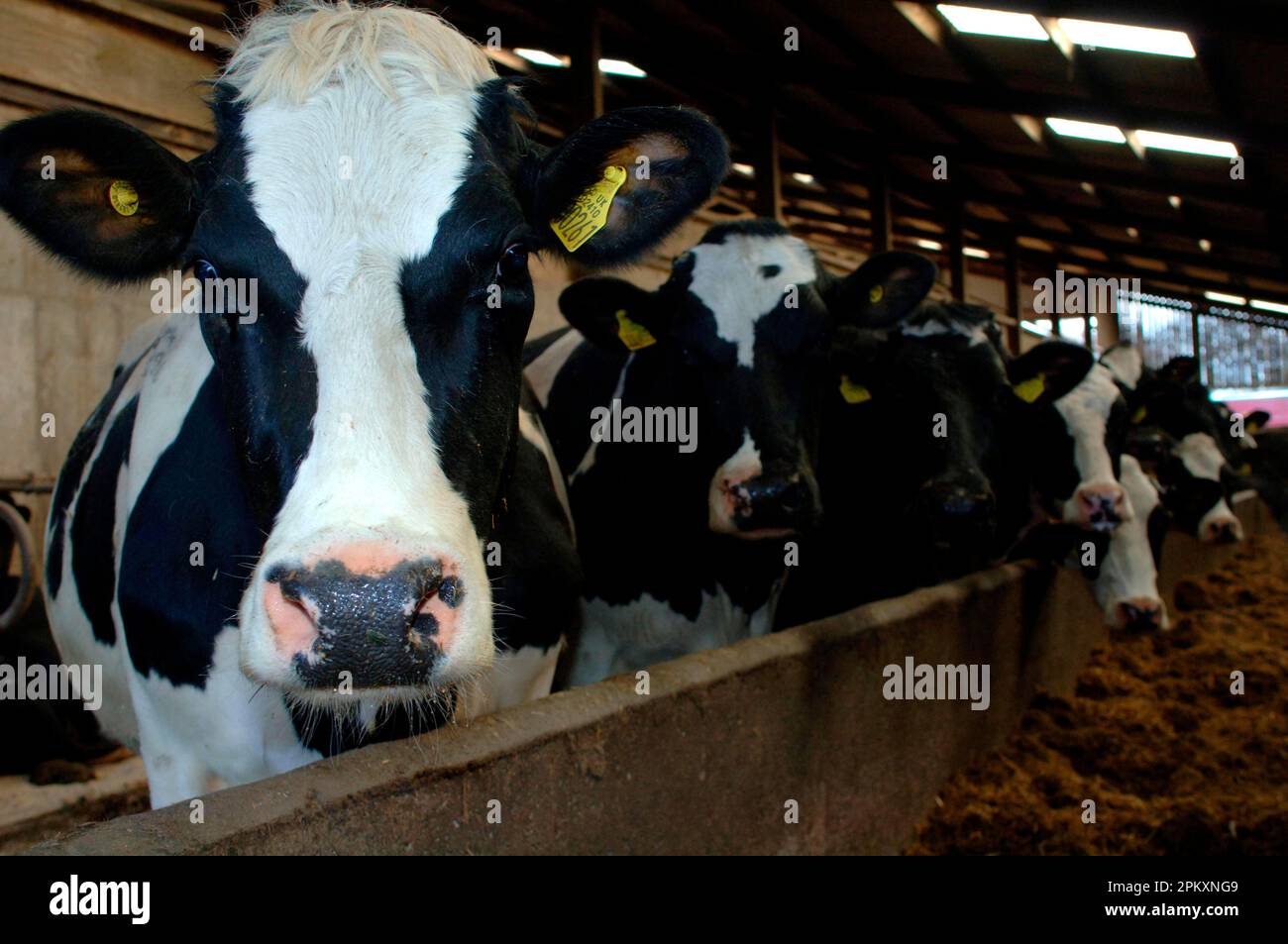 Élevage de bovins, bovins laitiers au creux de l'alimentation dans le hangar, Angleterre, Royaume-Uni Banque D'Images