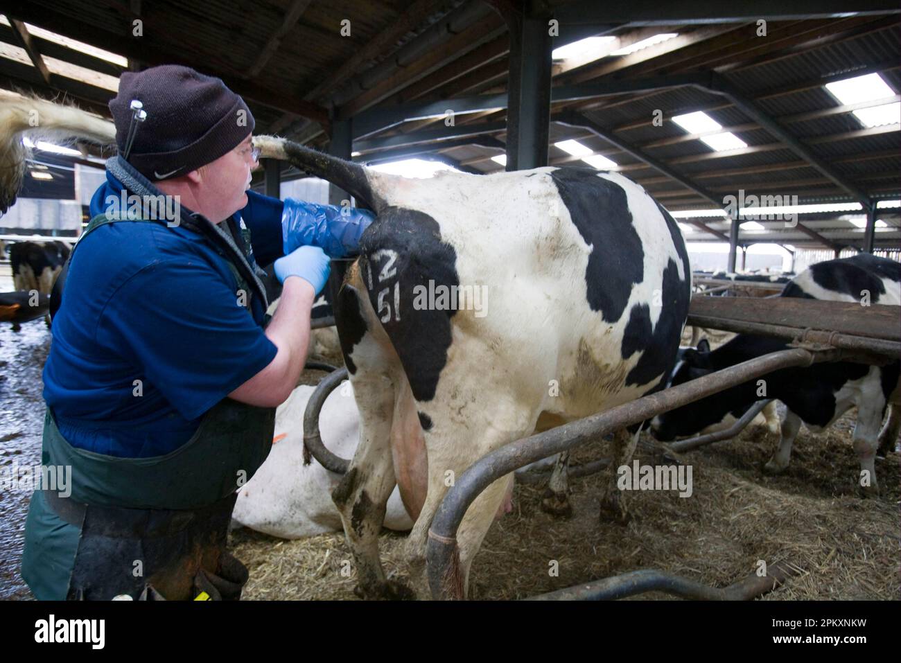 Gestion de la reproduction dans le cheptel laitier, agriculteur utilisant l'insémination artificielle de la vache, Angleterre, Royaume-Uni Banque D'Images