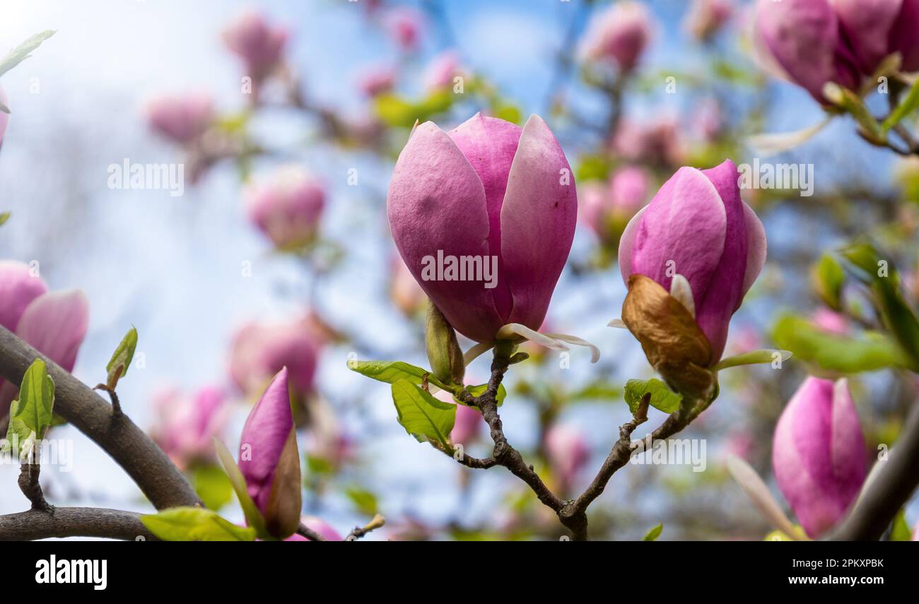 Fleurs de magnolia rose. Belles fleurs de magnolia sur l'arbre, sous le ciel bleu. Banque D'Images