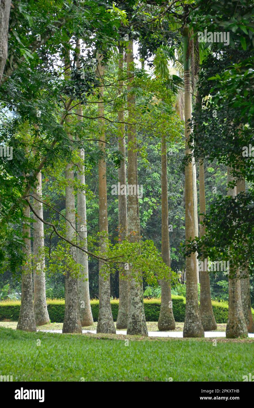 Palm Avenue, Jardins botaniques royaux, Peradeniya, Kandy, Sri Lanka Banque D'Images