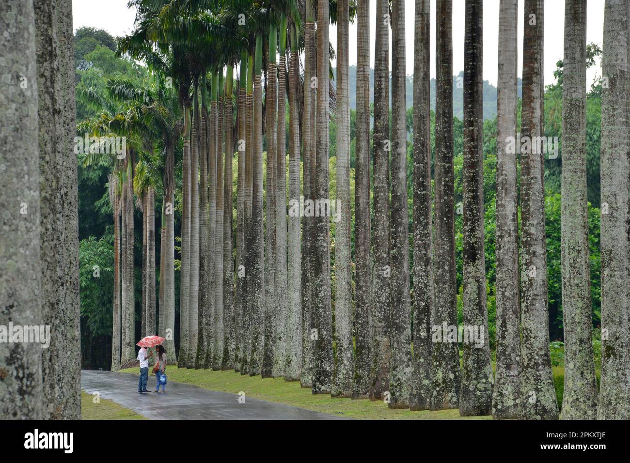 Palm Avenue, Jardins botaniques royaux, Peradeniya, Kandy, Sri Lanka Banque D'Images