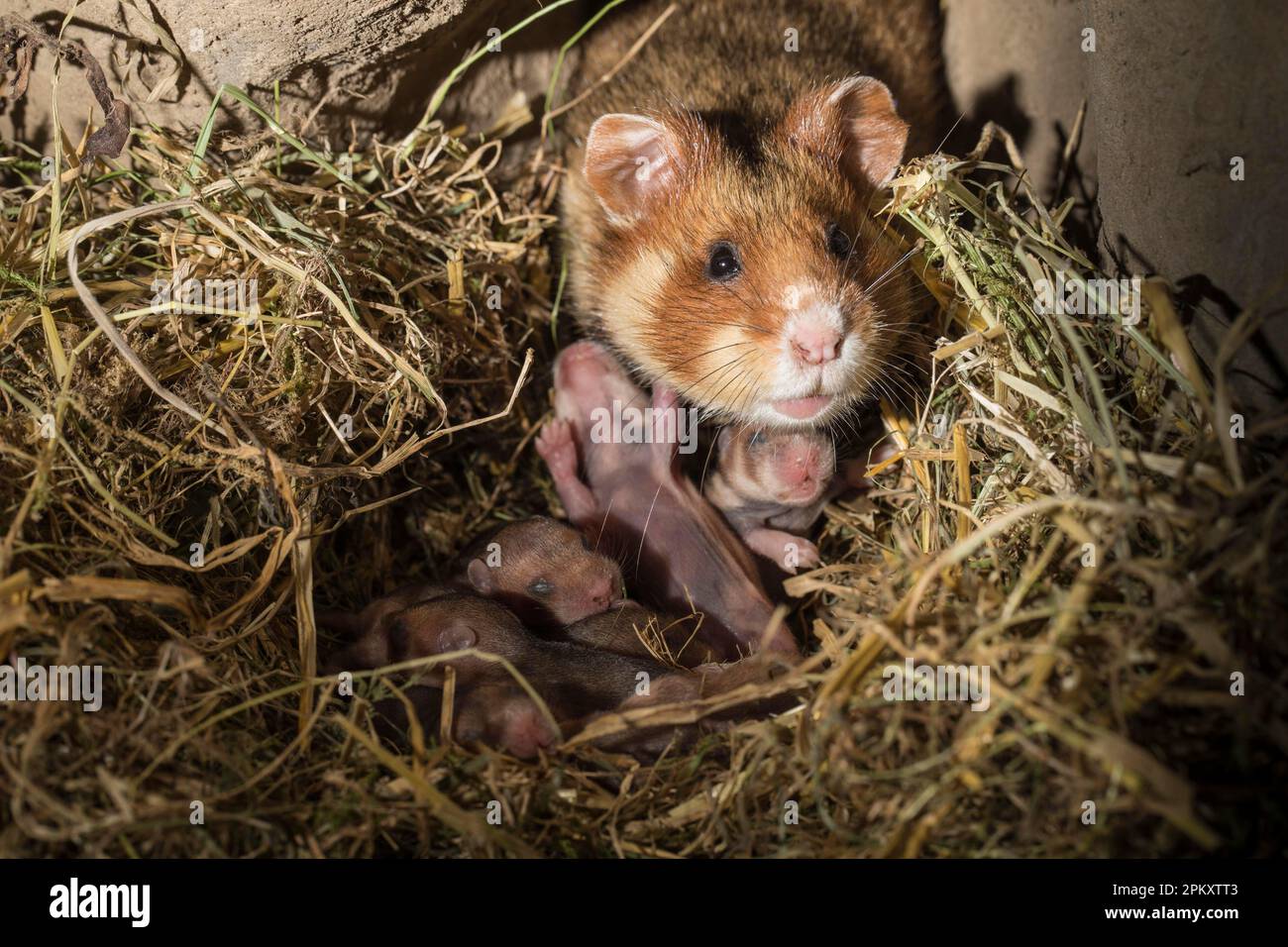 Hamster européen (Cricetus cricetus), femelle avec des jeunes, 6 jours, en terrier, europe Banque D'Images