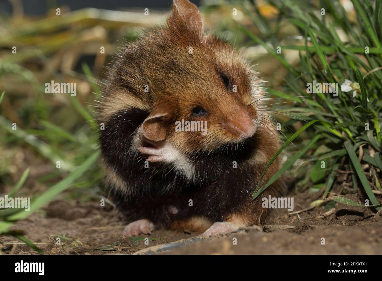 Hamster européen (Cricetus cricetus), adulte, femme, toilettage, Europe Banque D'Images