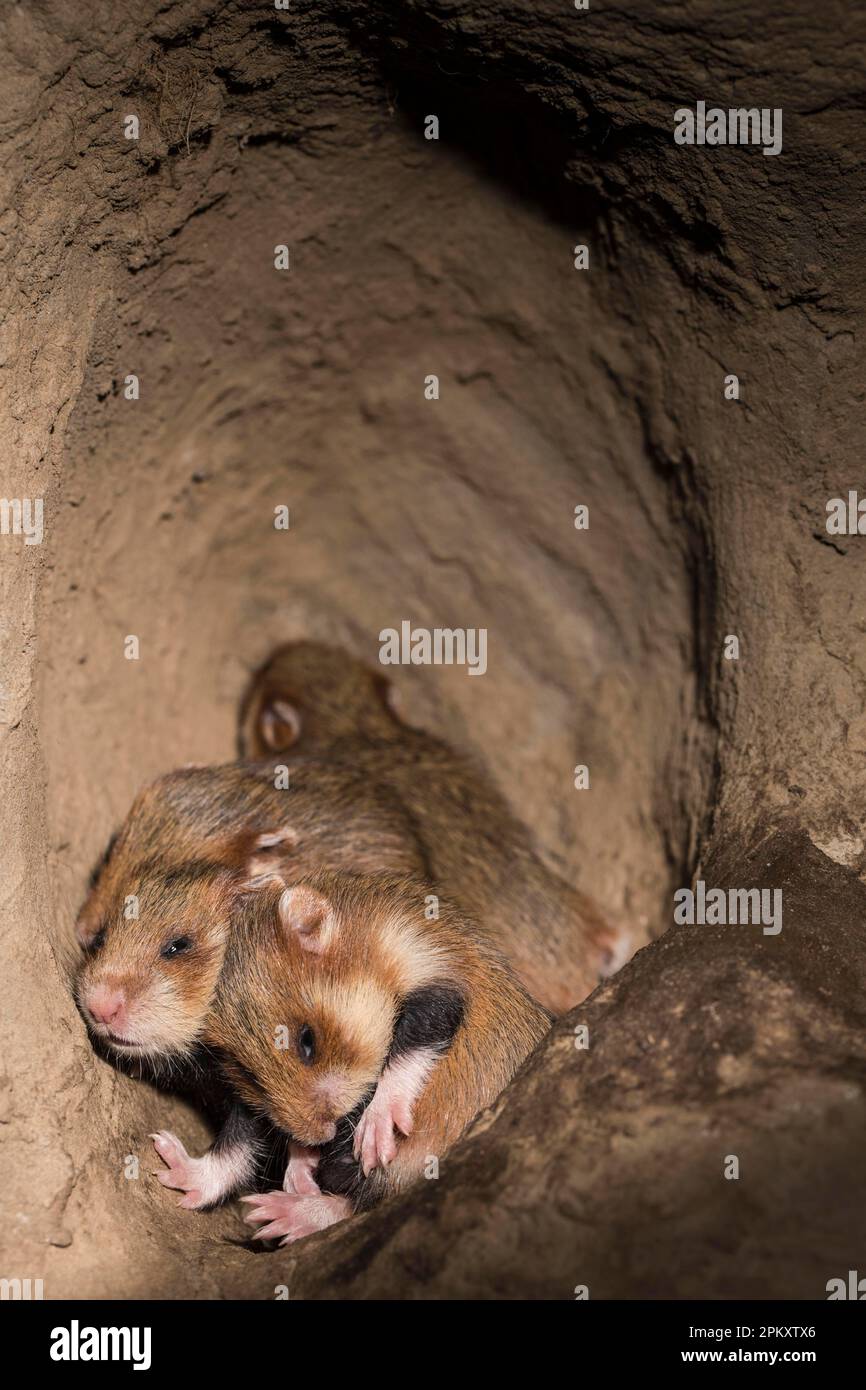 Hamster européen (Cricetus cricetus), youngs, 15 jours, en Burrow, europe Banque D'Images